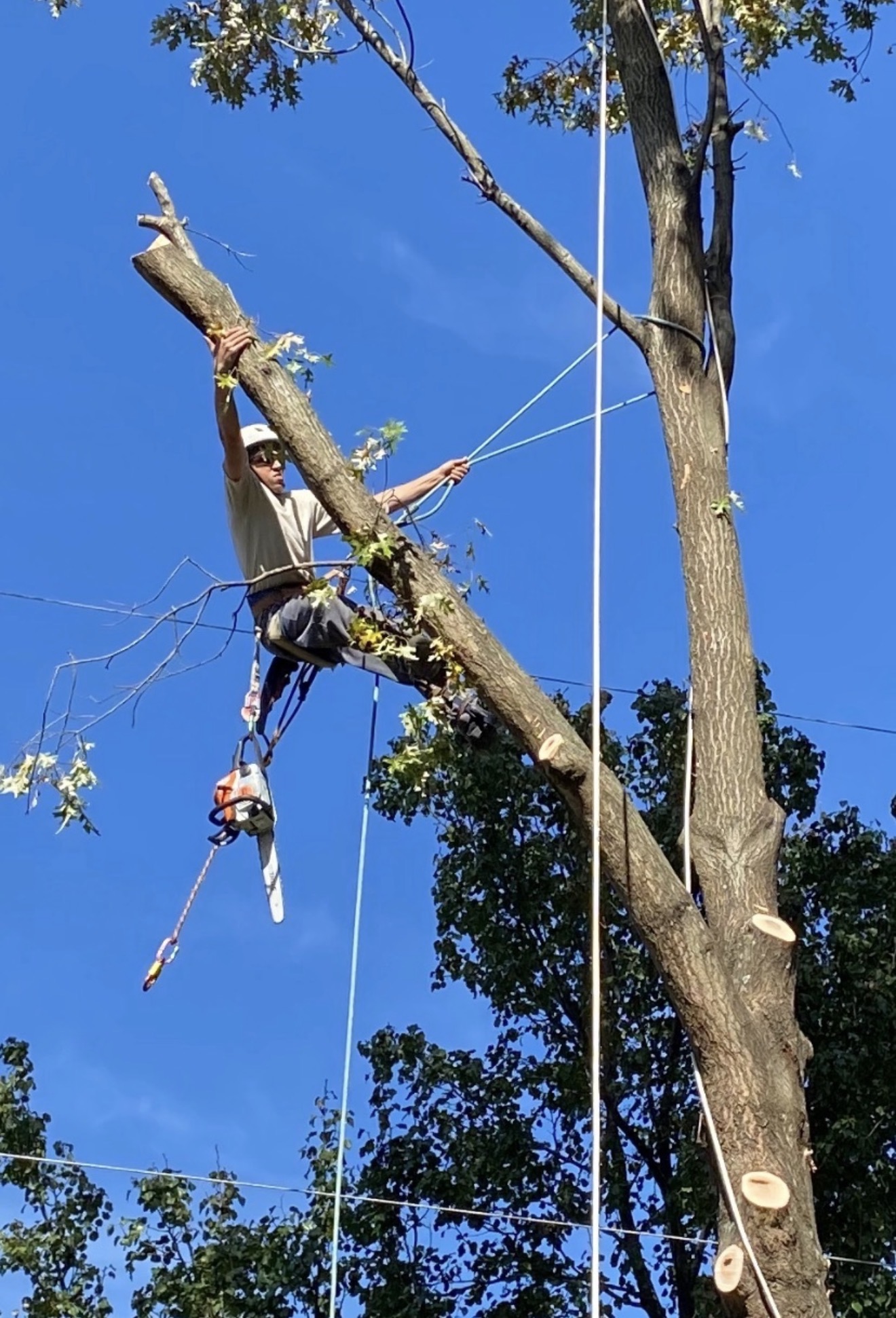 Climber tied in high on a large tree during a removal.