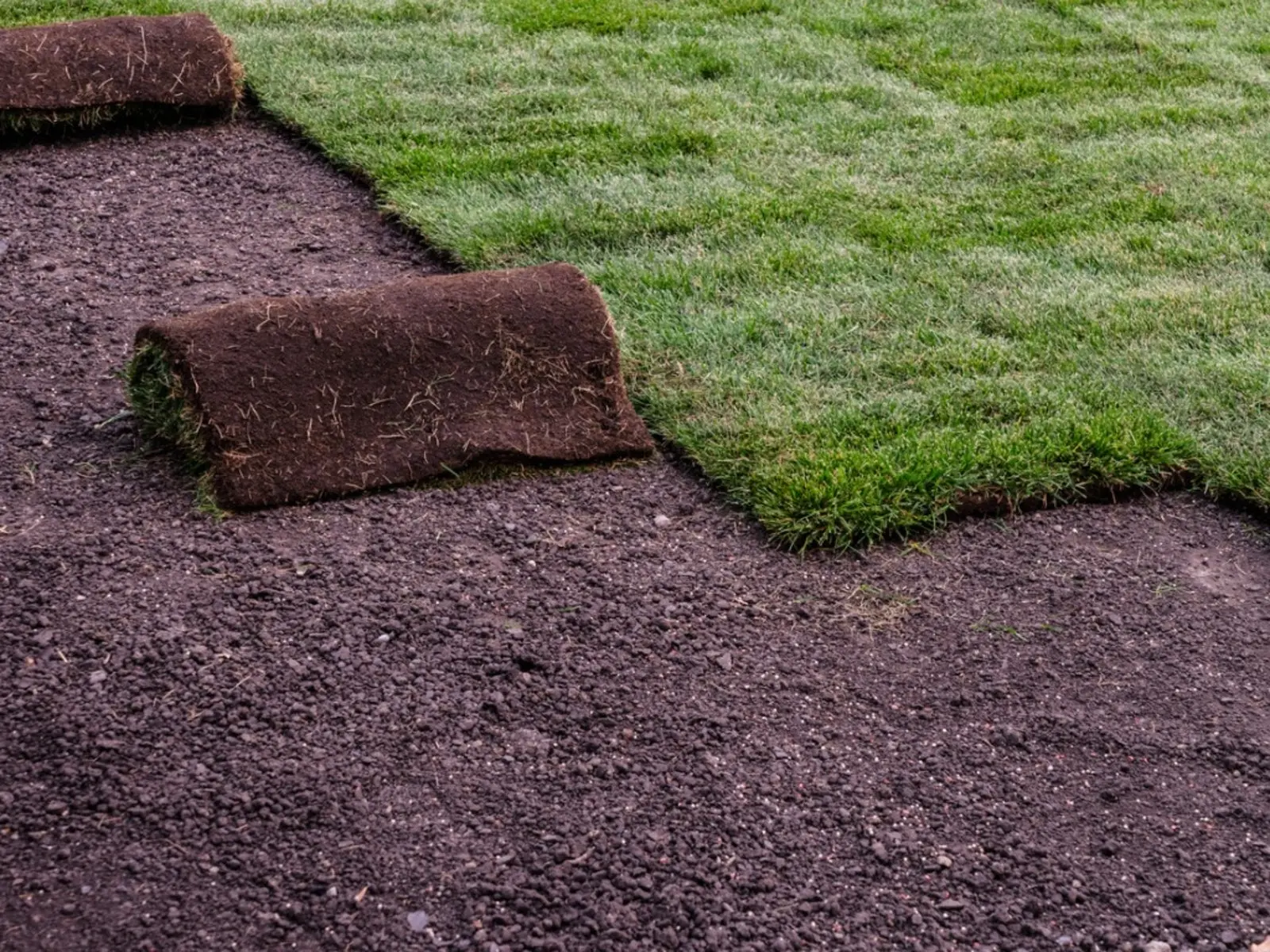Fresh sod laid across a graded residential lawn