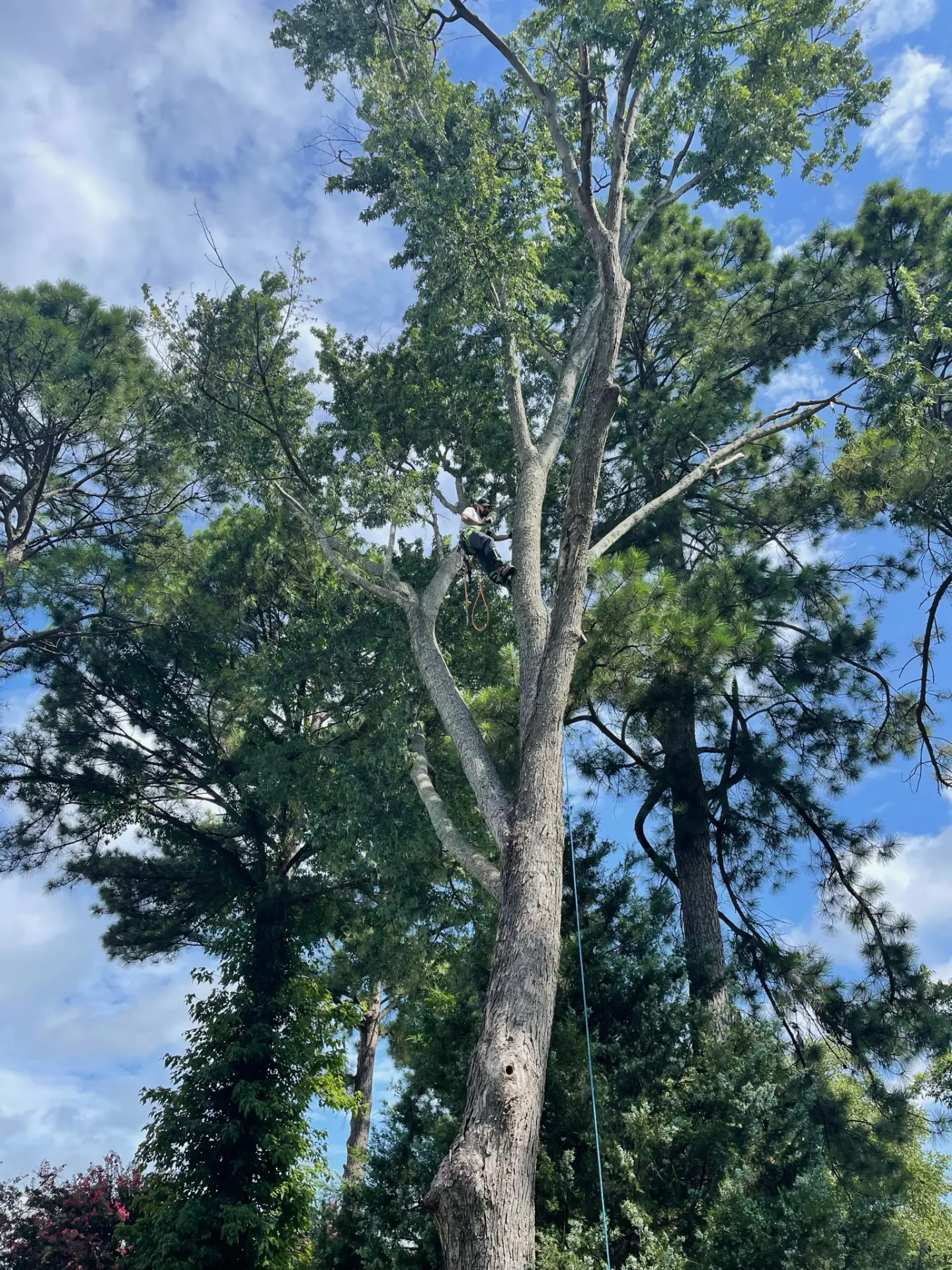Climber tied in high in the canopy
