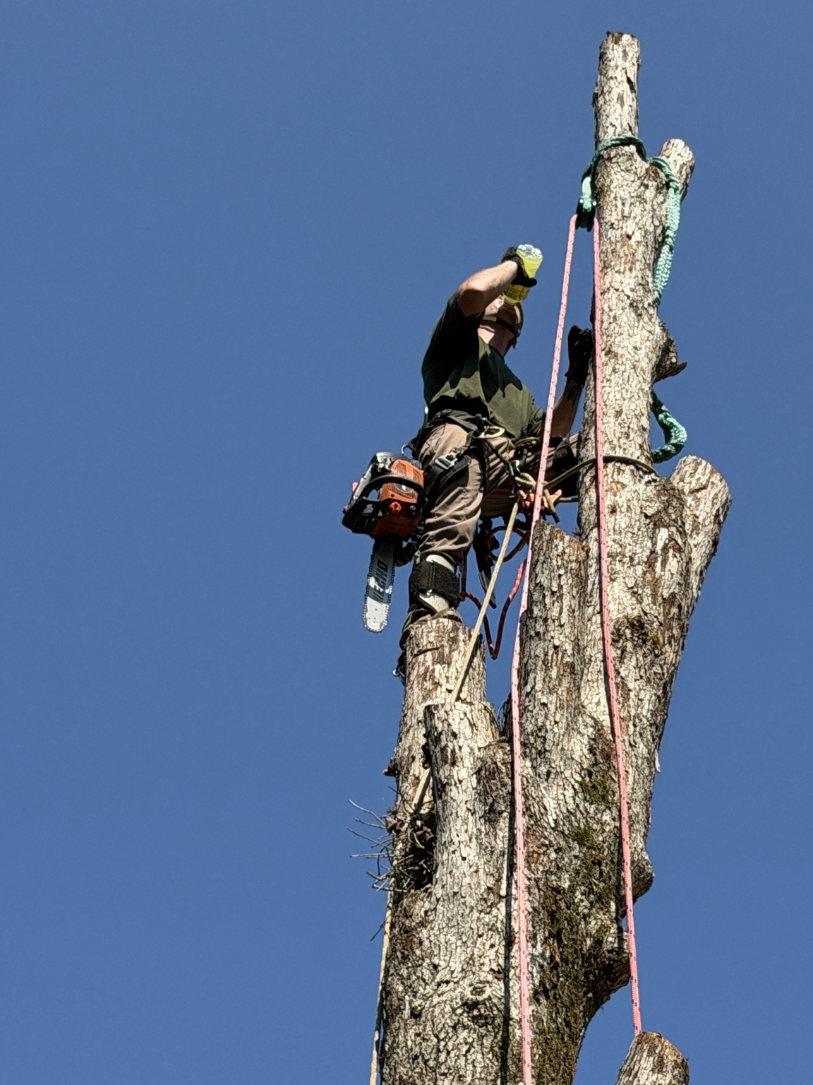Climber on ropes at the top of a spar with the saw on his harness