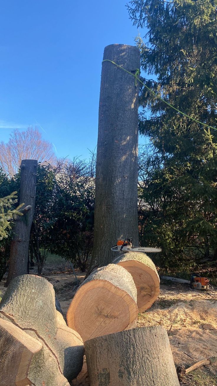 Tree removal on a residential property
