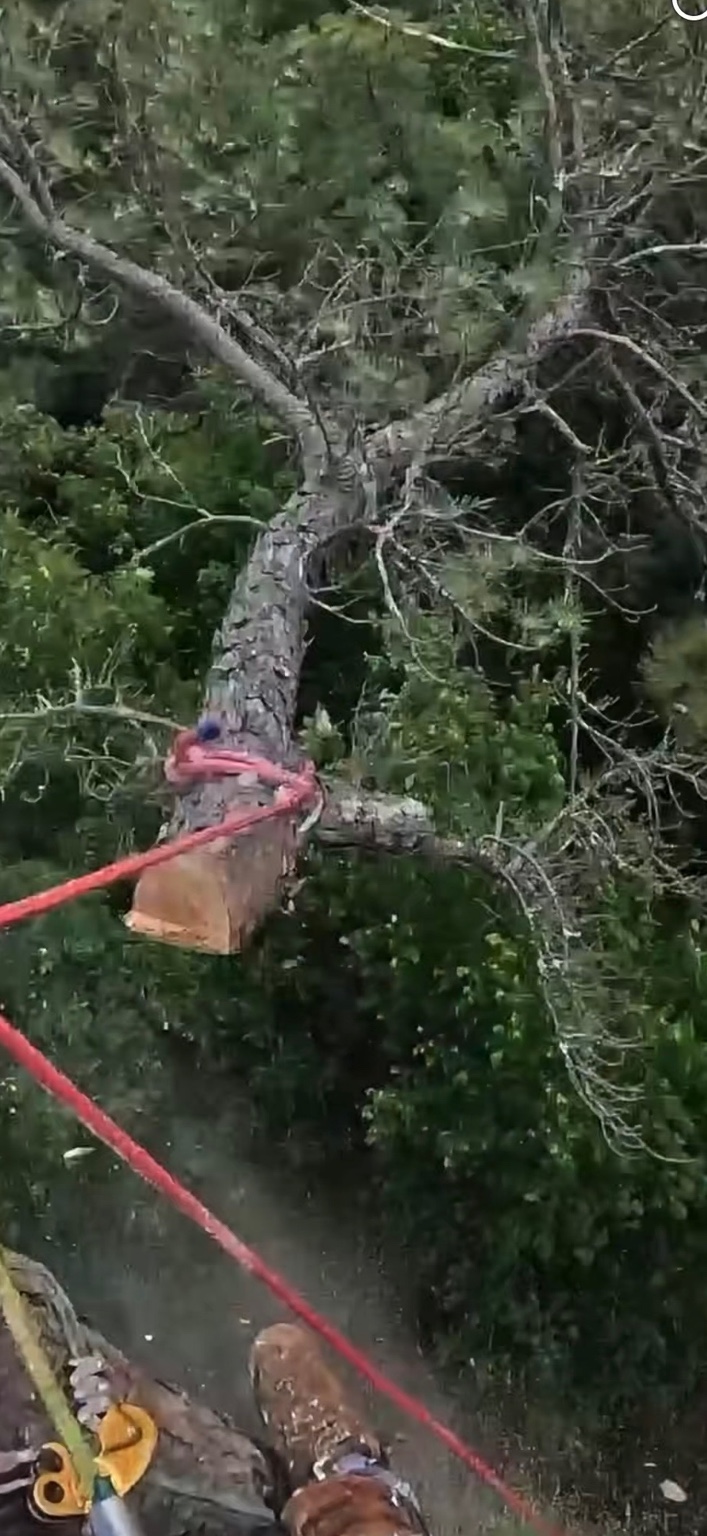 View from the canopy of a limb tied off on a rigging line