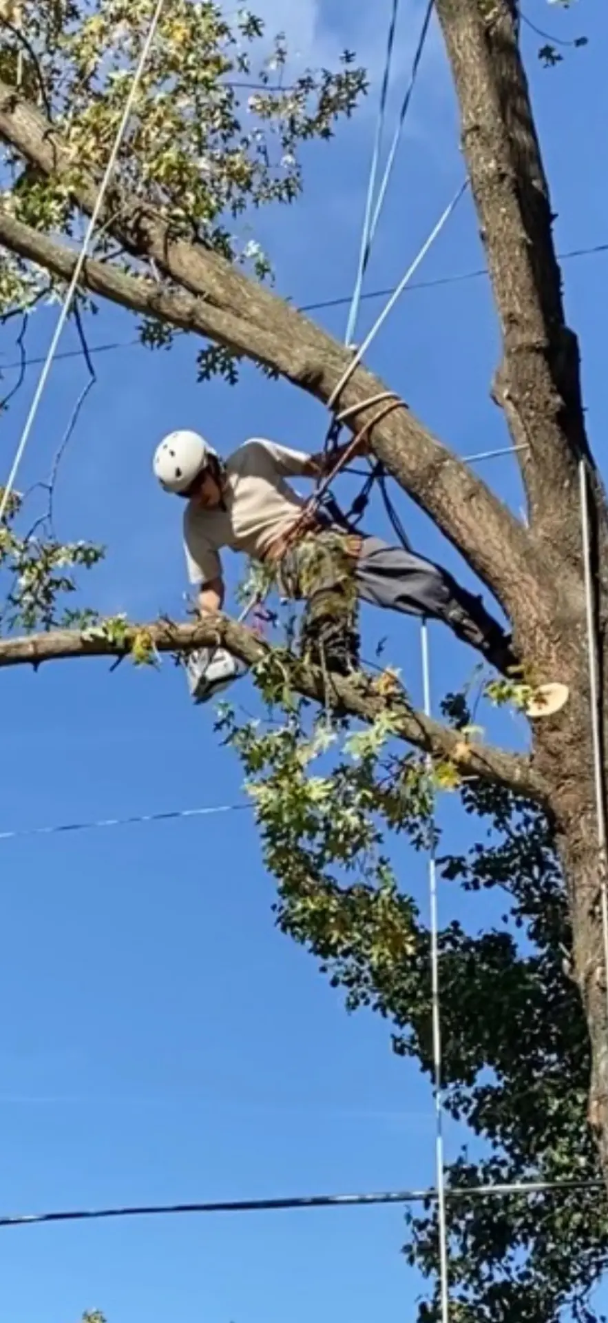 Climber rigging a limb before lowering it on rope