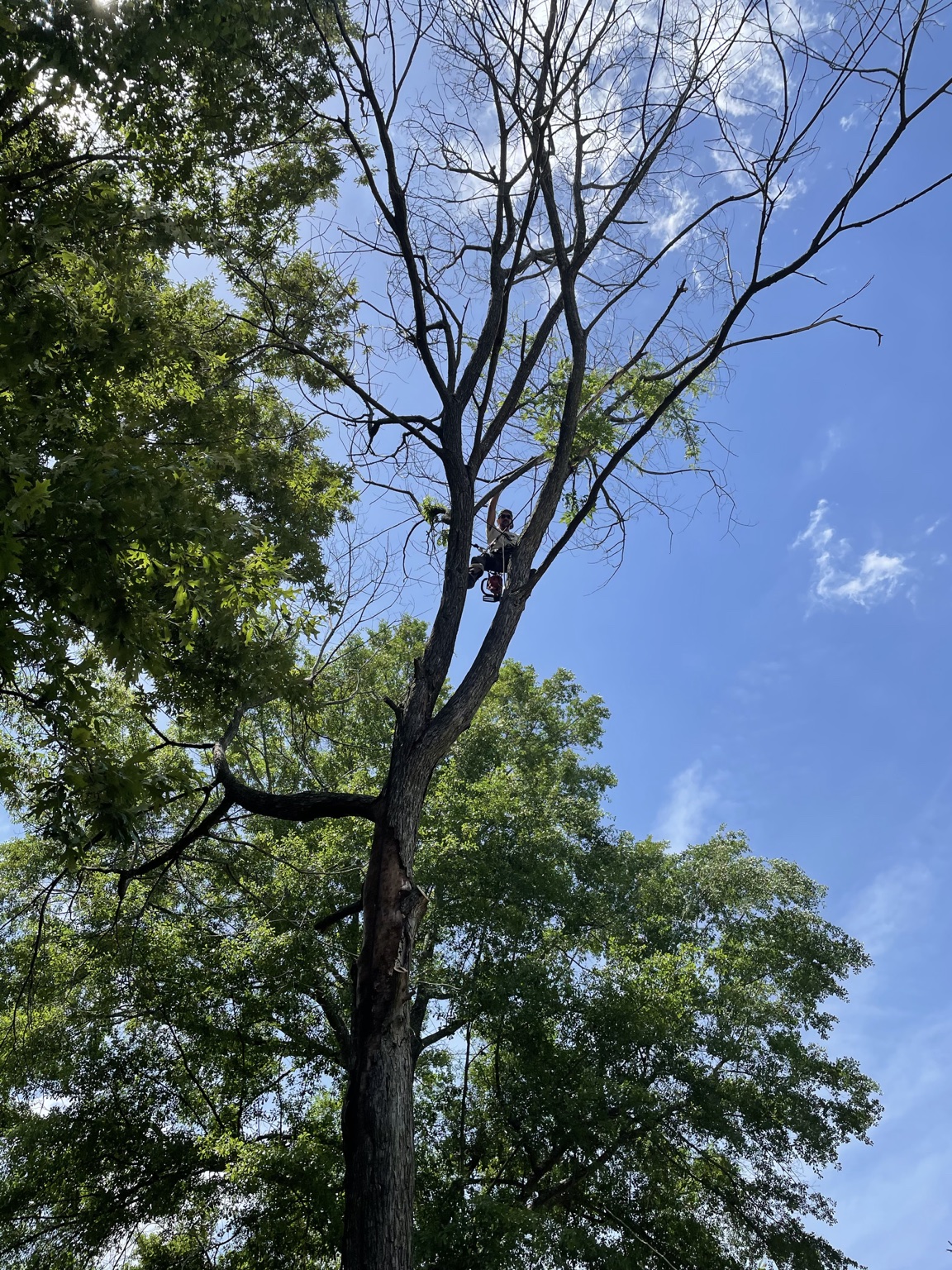 Climber working high in a canopy against open sky