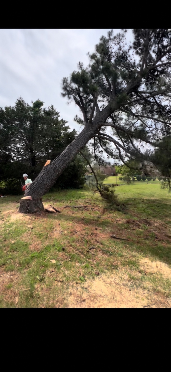 Trunk laid down in an open backyard beside the cut stump