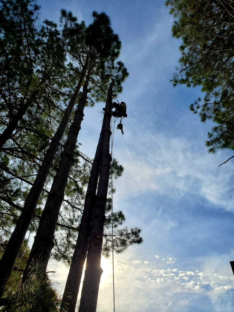 Climber high in a tall tree with a rigging line to the ground