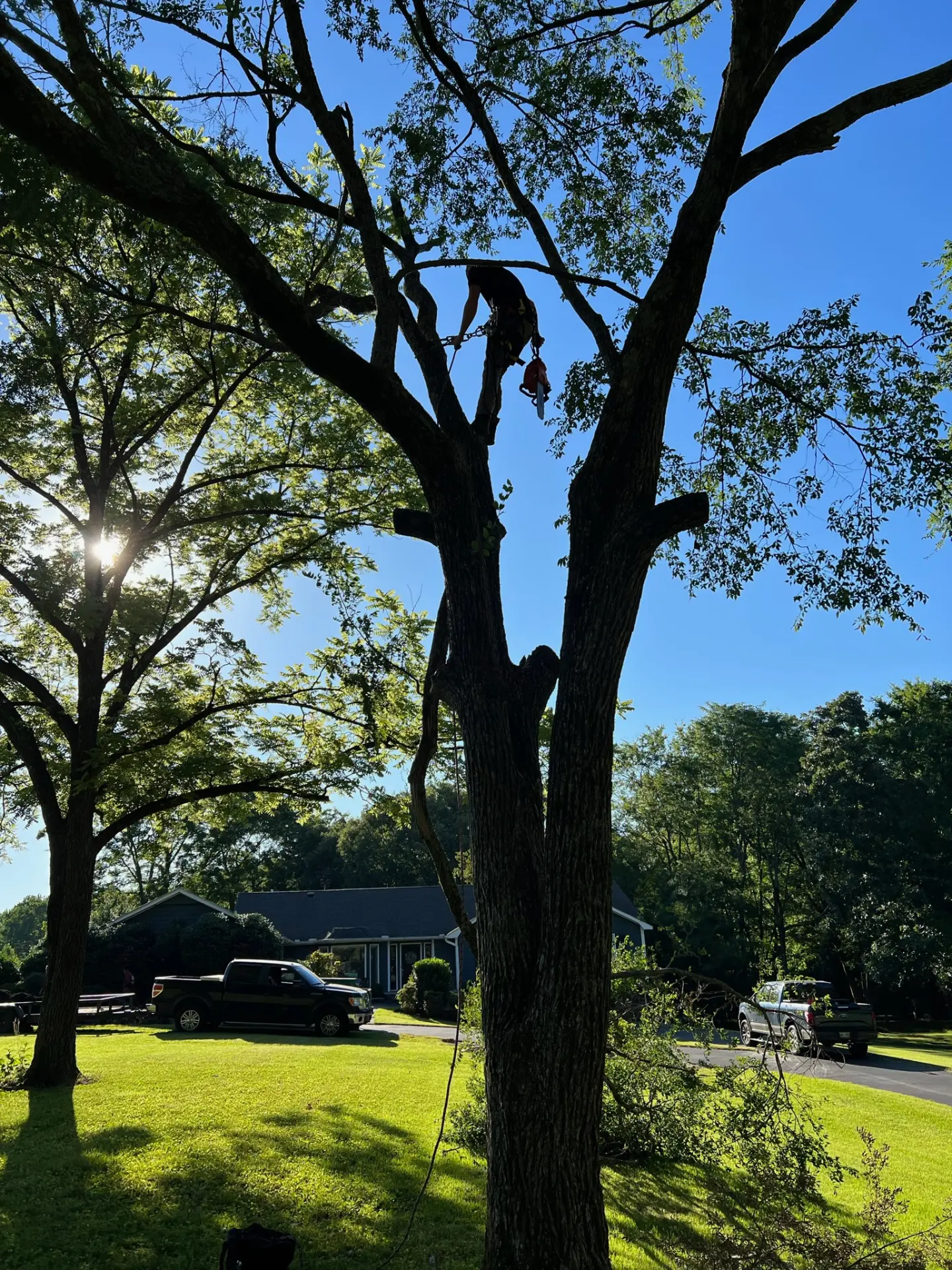 Climber tied in high in a shade tree over a front yard
