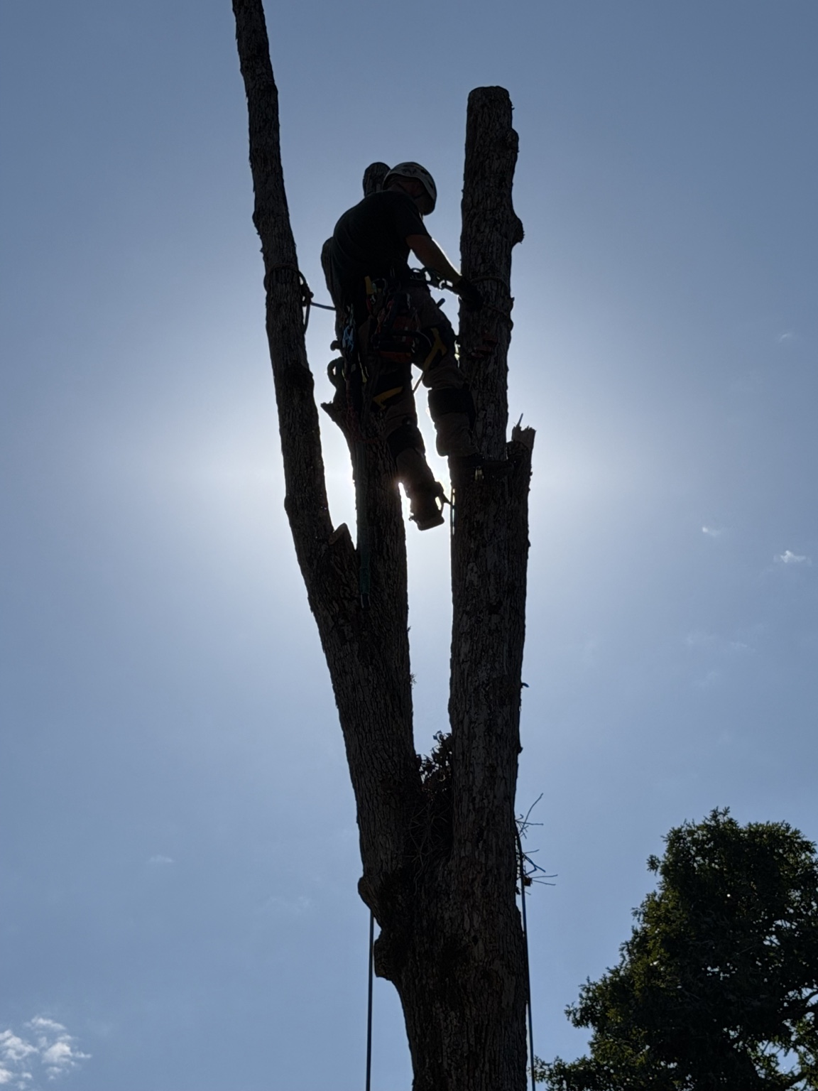 Climber tied in at a fork, saw in hand, backlit against the sky