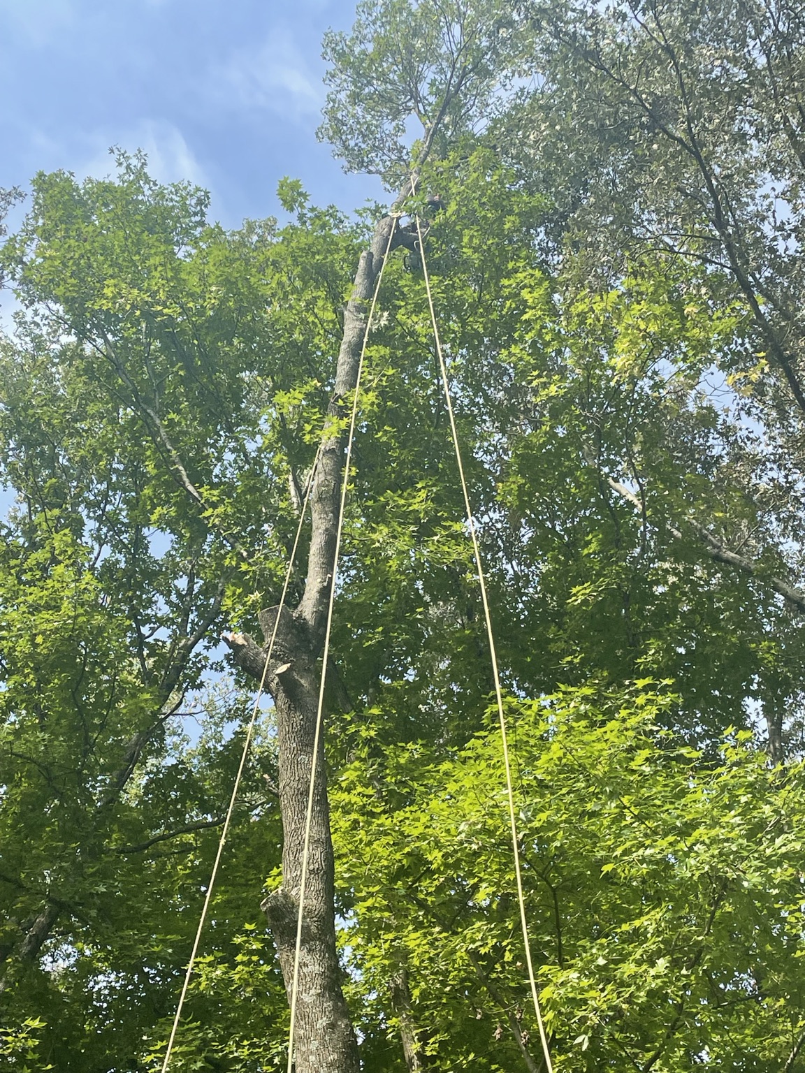 Rigging lines running from the ground up to a climber in the canopy