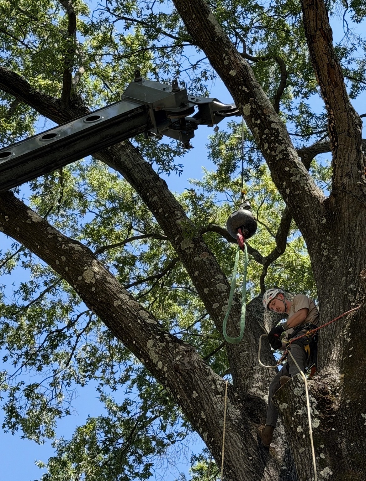 Pruning work in a mature canopy