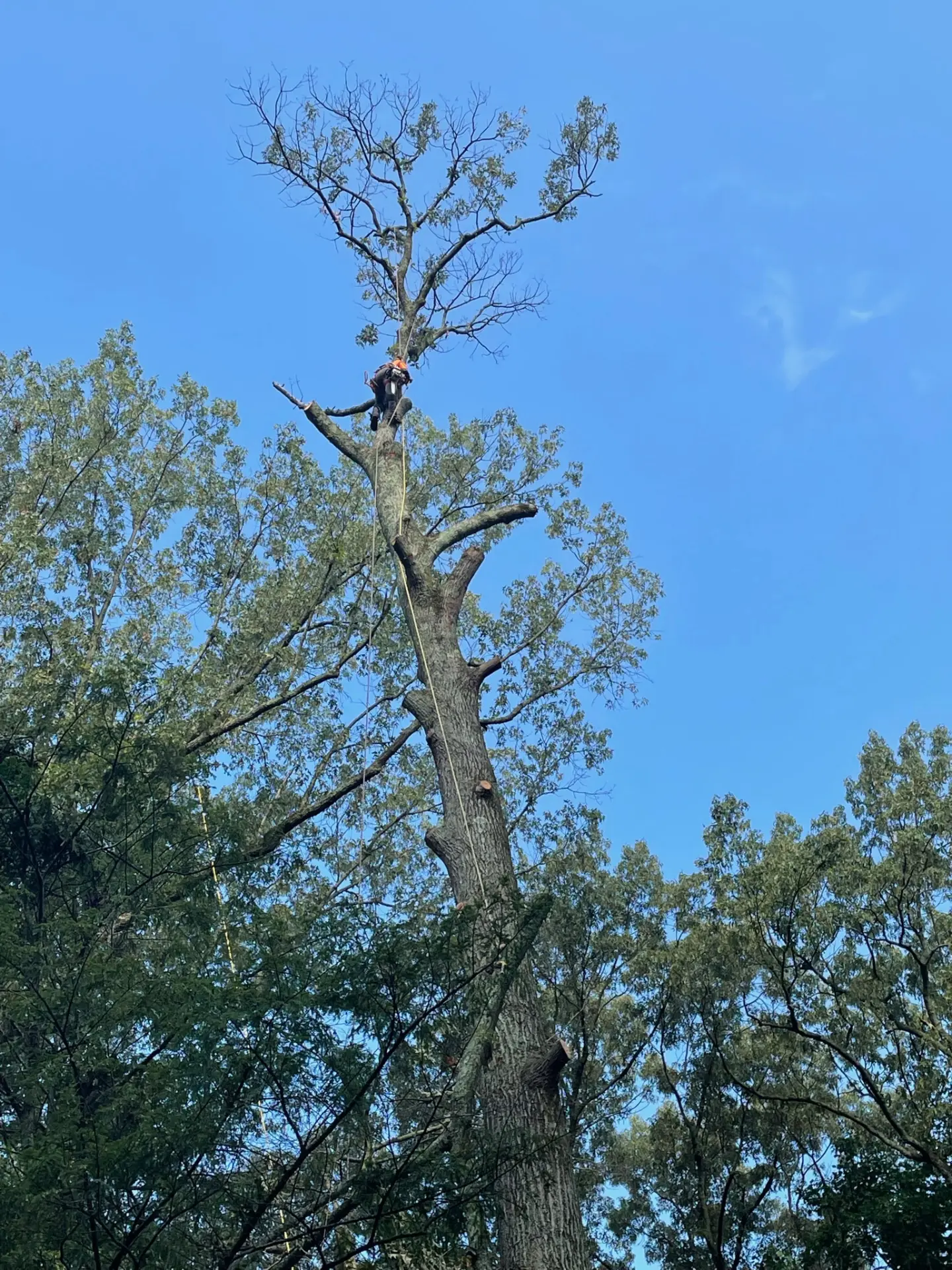 Climber taking a tree down in sections
