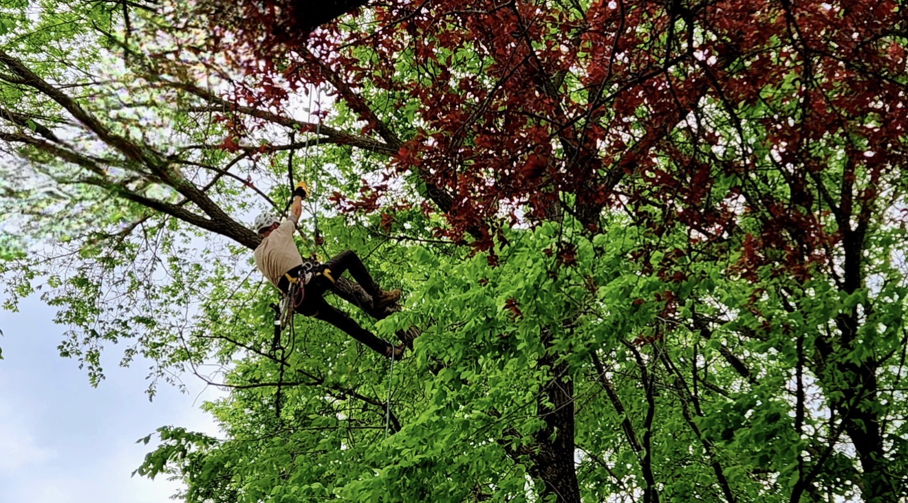 Summit Tree & Landscape climber roped high in a mature hardwood over a Memphis yard